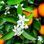 خوشبو کننده ایفل شکوفه پرتقالPORTAKAL CICEGI ORANGE BLOSSOM - Image 2