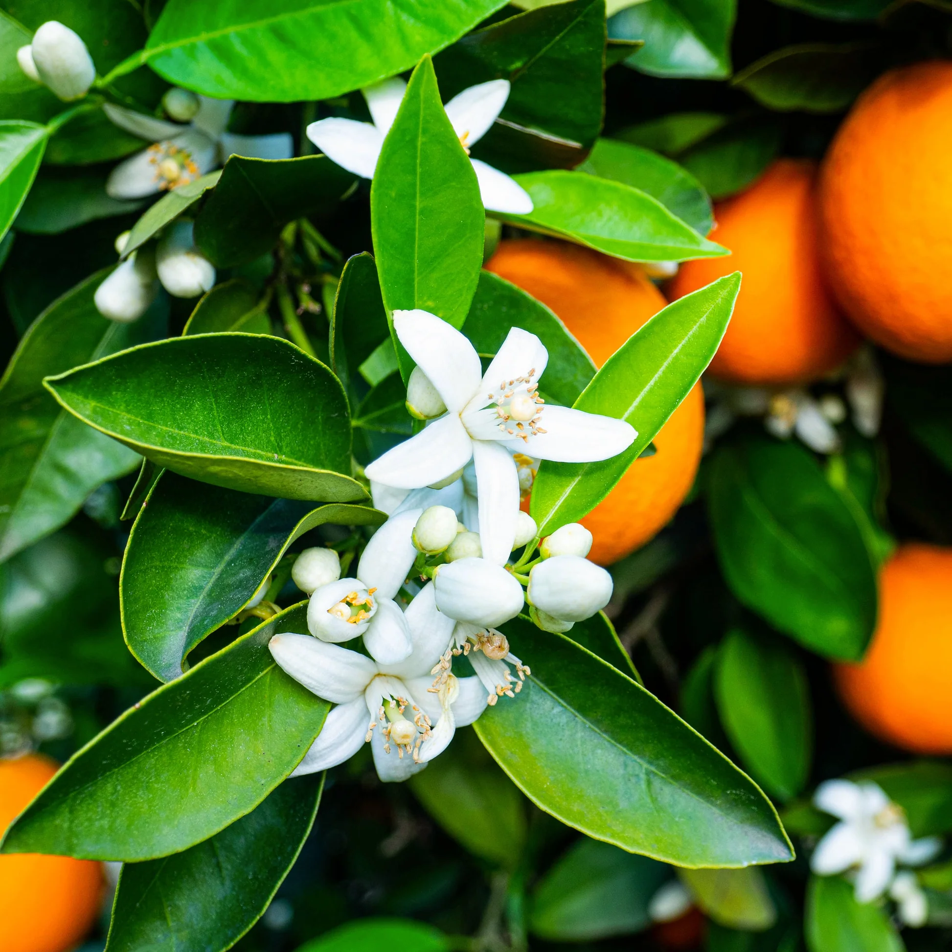ایفل خوشبو کننده ایفل شکوفه پرتقالPORTAKAL CICEGI ORANGE BLOSSOM - Image 2